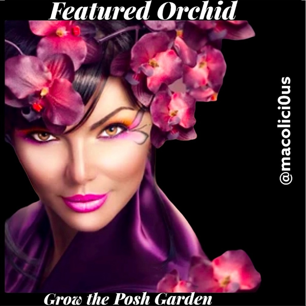 I’m Orchid 5/5-6 🥰 - Picture 1 of 5